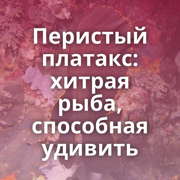 Перистый платакс: хитрая рыба, способная удивить