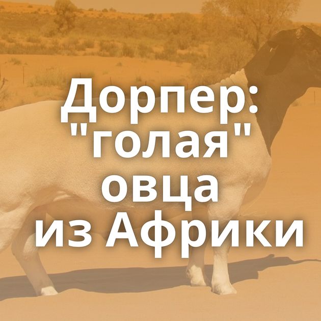 Дорпер: "голая" овца из Африки