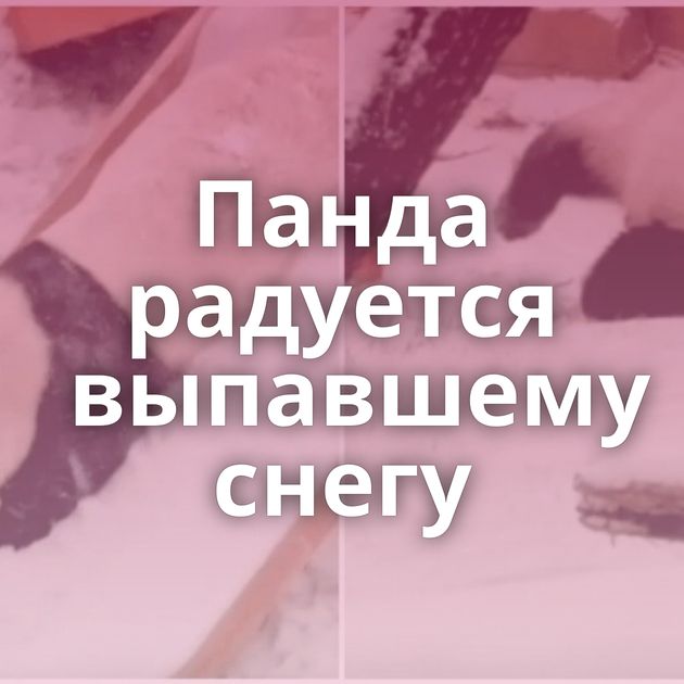 Панда радуется выпавшему снегу
