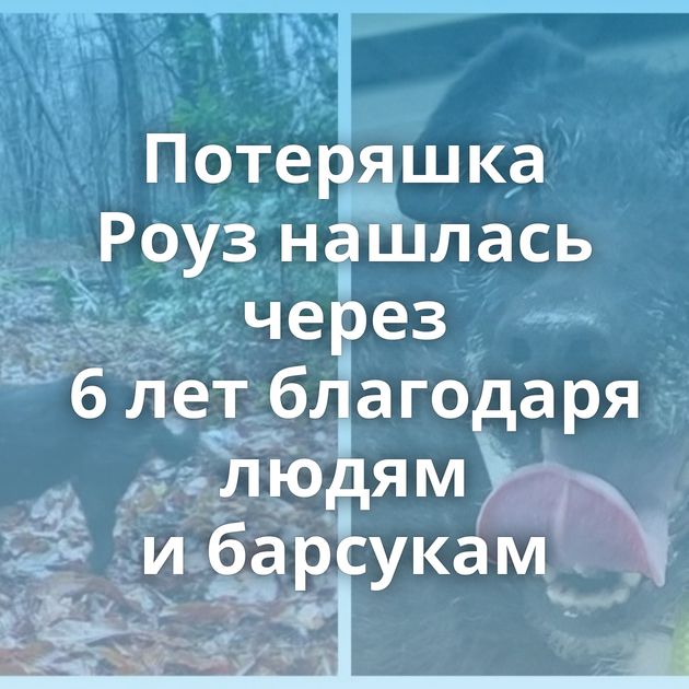 Потеряшка Роуз нашлась через 6 лет благодаря людям и барсукам