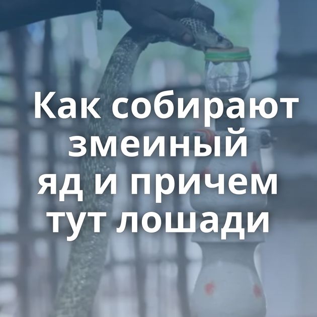 Как собирают змеиный яд и причем тут лошади