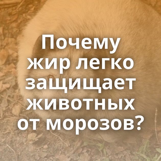 Почему жир легко защищает животных от морозов?