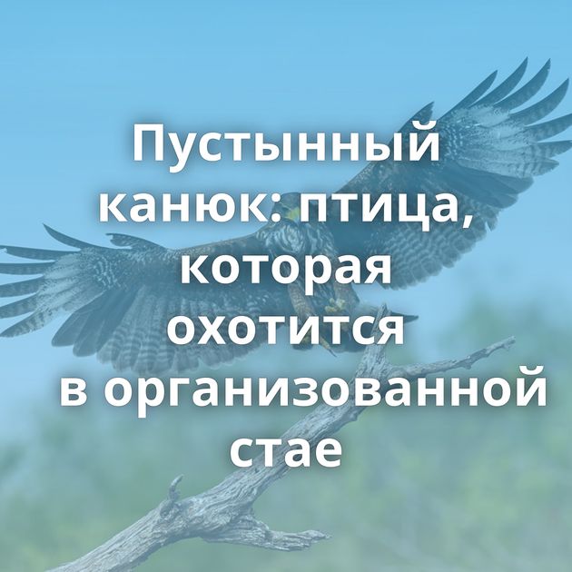 Пустынный канюк: птица, которая охотится в организованной стае