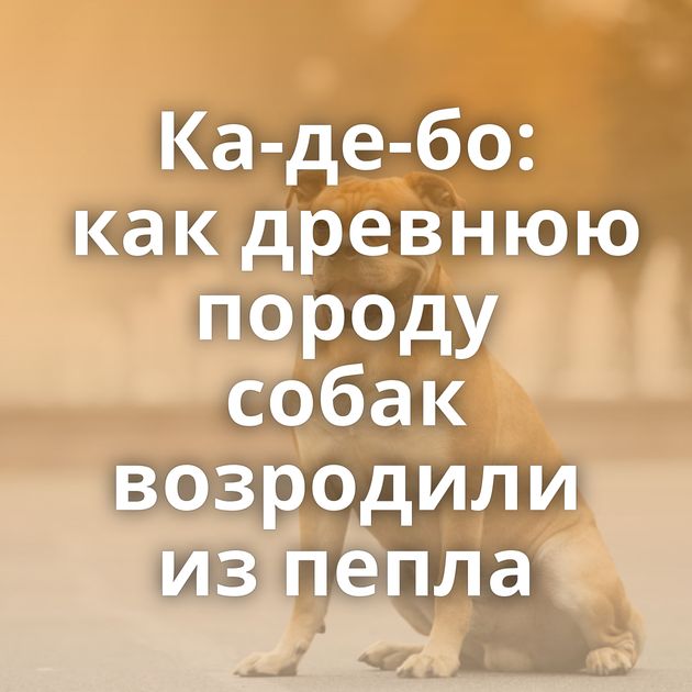 Ка-де-бо: как древнюю породу собак возродили из пепла