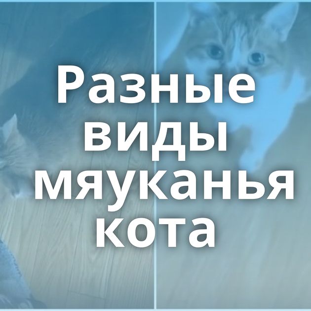 Разные виды мяуканья кота