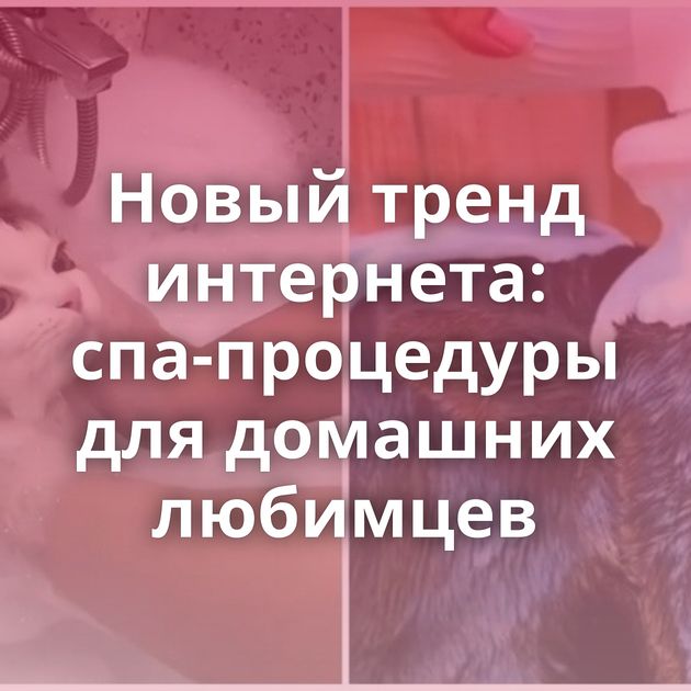 Новый тренд интернета: спа-процедуры для домашних любимцев