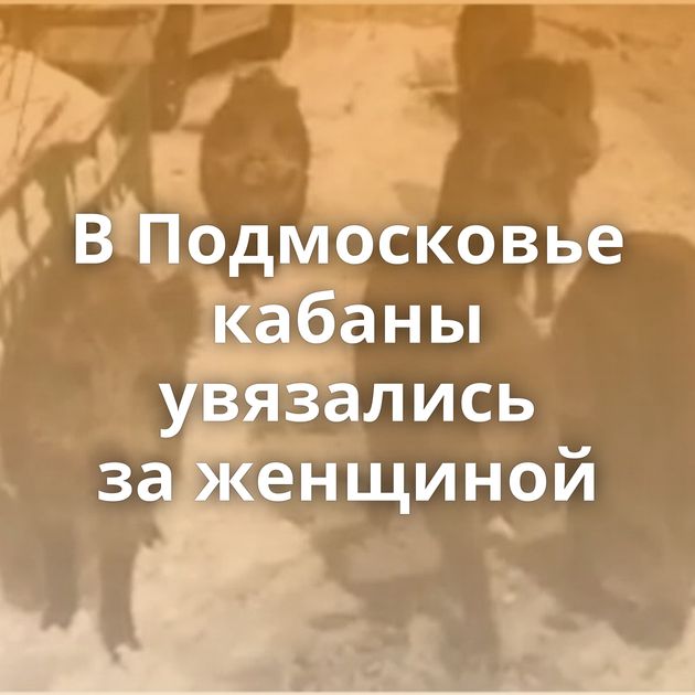 В Подмосковье кабаны увязались за женщиной