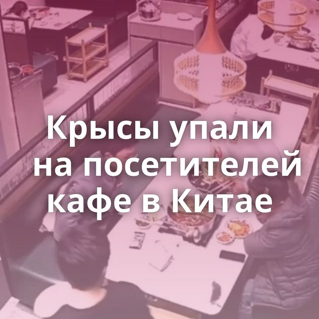 Крысы упали на посетителей кафе в Китае