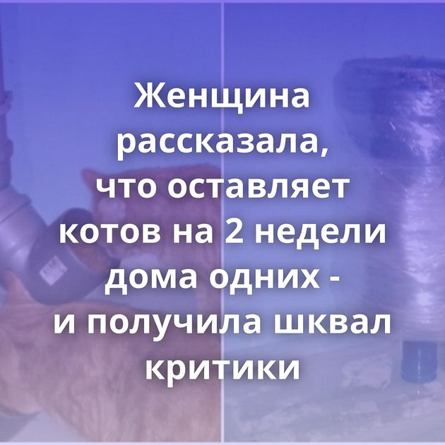 Женщина рассказала, что оставляет котов на 2 недели дома одних - и получила шквал критики