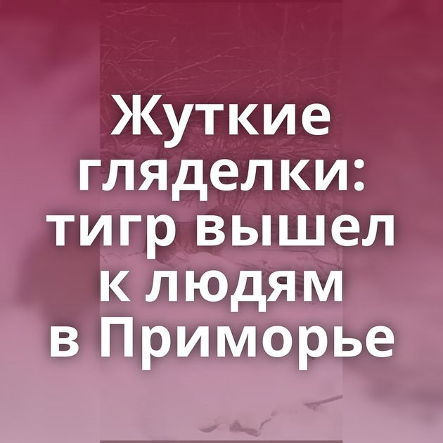 Жуткие гляделки: тигр вышел к людям в Приморье