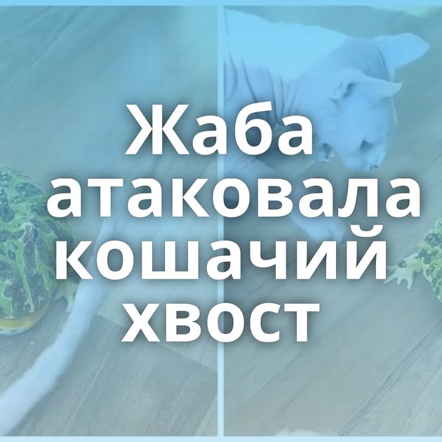 Жаба атаковала кошачий хвост