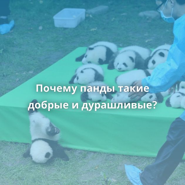 Почему панды такие добрые и дурашливые?