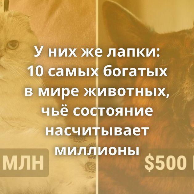 У них же лапки: 10 самых богатых в мире животных, чьё состояние насчитывает миллионы