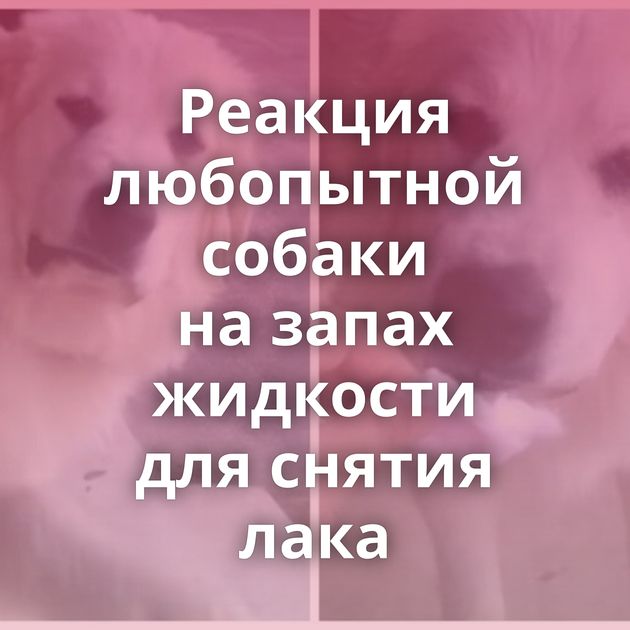 Реакция любопытной собаки на запах жидкости для снятия лака