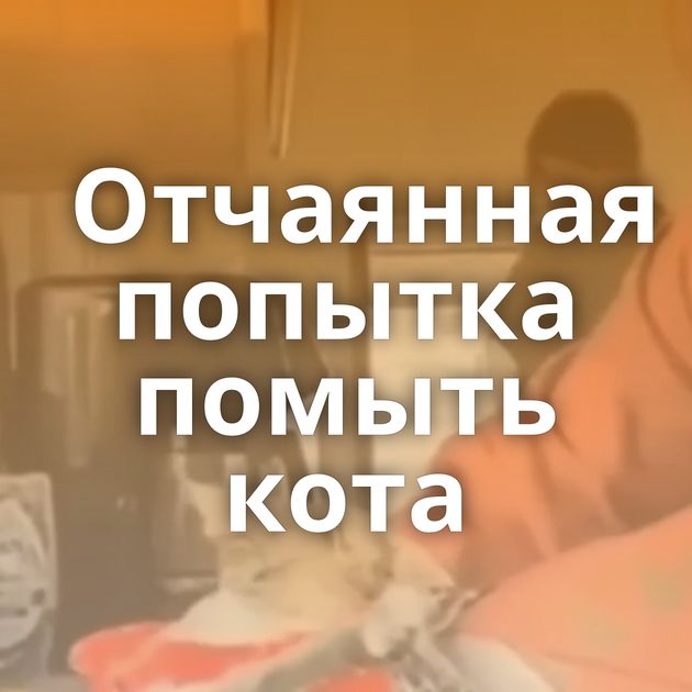 Отчаянная попытка помыть кота