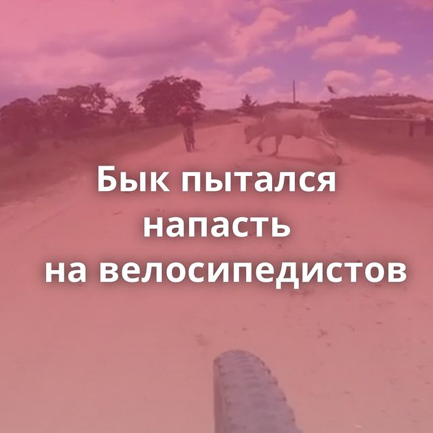 Бык пытался напасть на велосипедистов