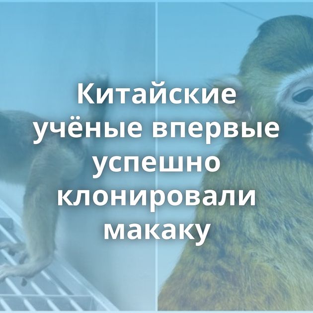 Китайские учёные впервые успешно клонировали макаку