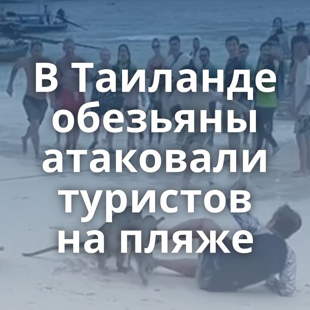 В Таиланде обезьяны атаковали туристов на пляже