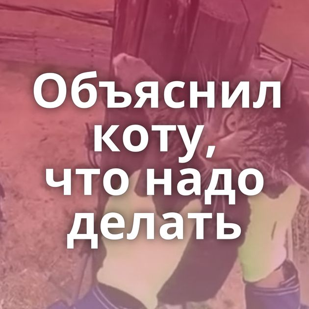 Объяснил коту, что надо делать