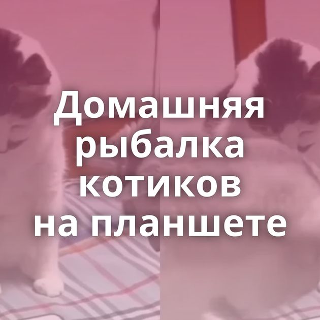 Домашняя рыбалка котиков на планшете