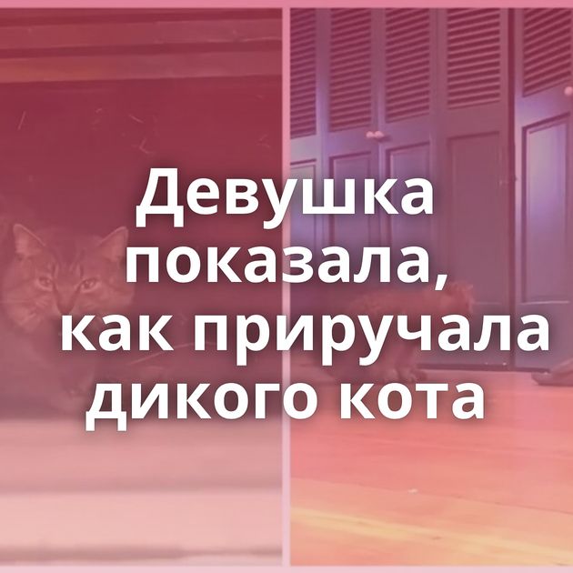 Девушка показала, как приручала дикого кота
