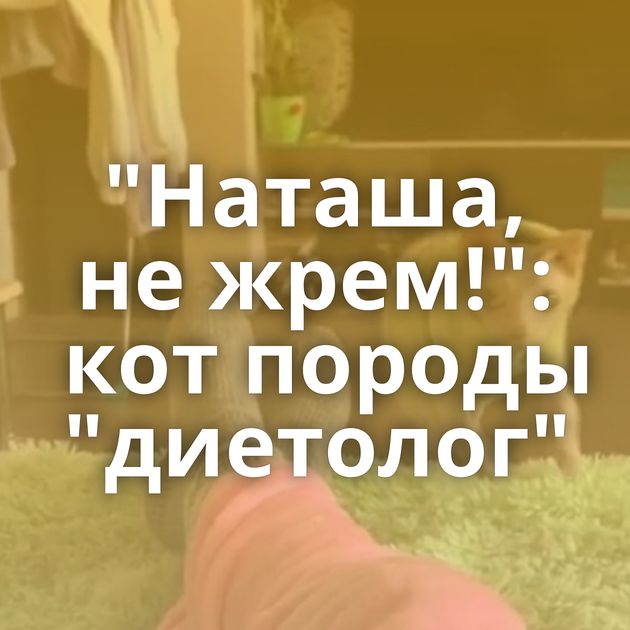 "Наташа, не жрем!": кот породы "диетолог"