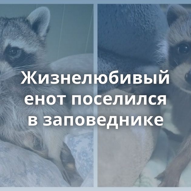 Жизнелюбивый енот поселился в заповеднике