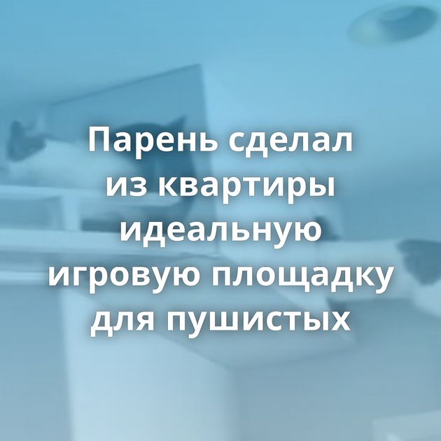 Парень сделал из квартиры идеальную игровую площадку для пушистых