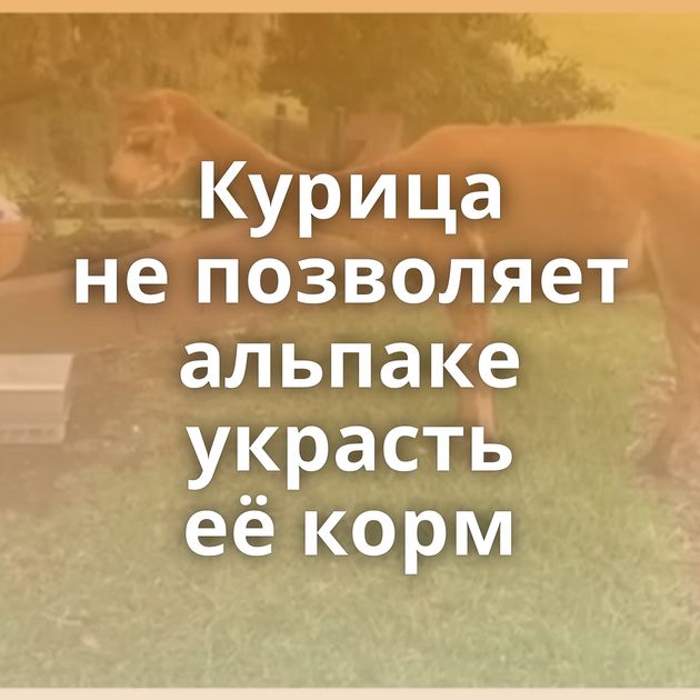 Курица не позволяет альпаке украсть её корм