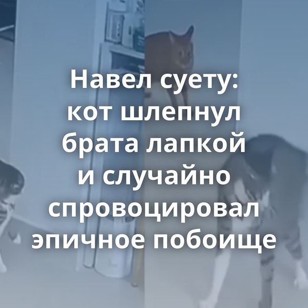 Навел суету: кот шлепнул брата лапкой и случайно спровоцировал эпичное побоище