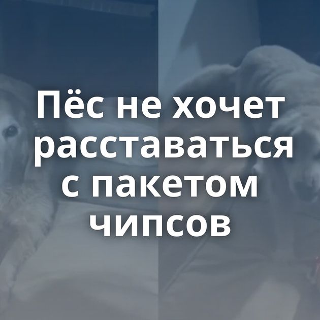Пёс не хочет расставаться с пакетом чипсов