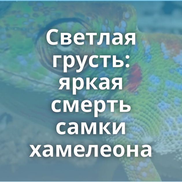 Светлая грусть: яркая смерть самки хамелеона