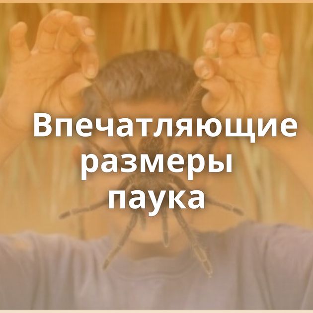 Впечатляющие размеры паука