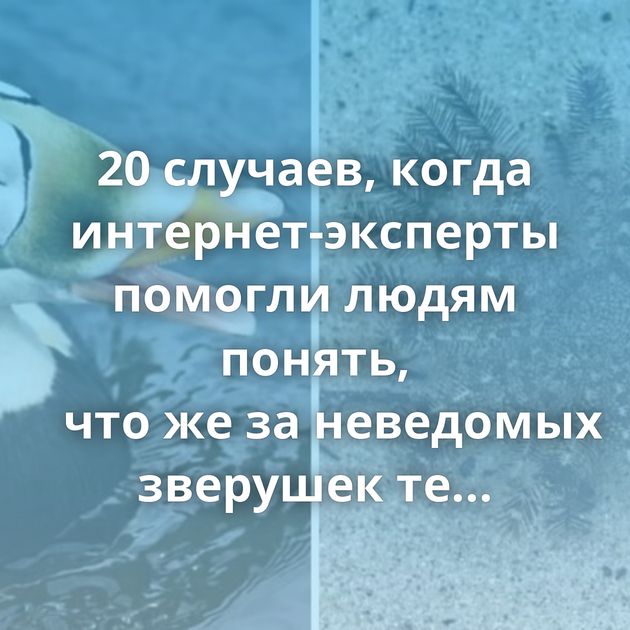 20 случаев, когда интернет-эксперты помогли людям понять, что же за неведомых зверушек те повстречали