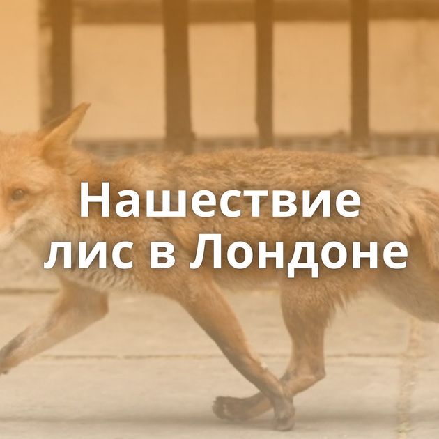 Нашествие лис в Лондоне