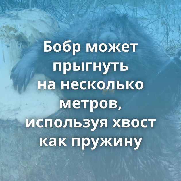 Бобр может прыгнуть на несколько метров, используя хвост как пружину