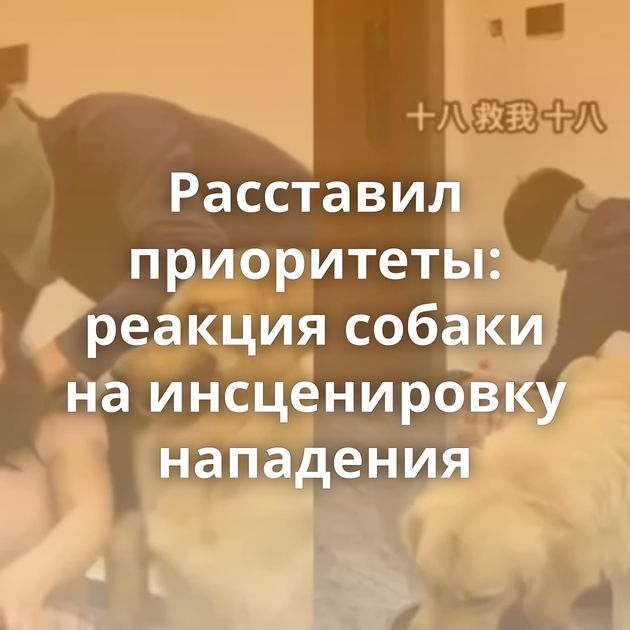 Расставил приоритеты: реакция собаки на инсценировку нападения
