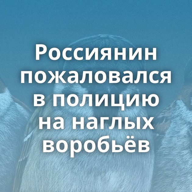 Россиянин пожаловался в полицию на наглых воробьёв