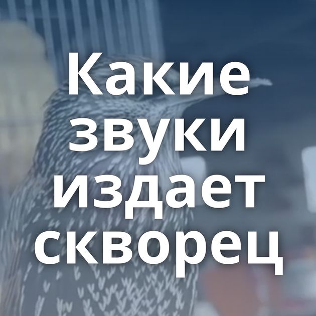 Какие звуки издает скворец