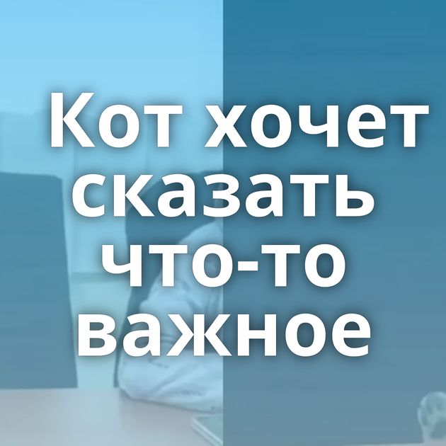 Кот хочет сказать что-то важное