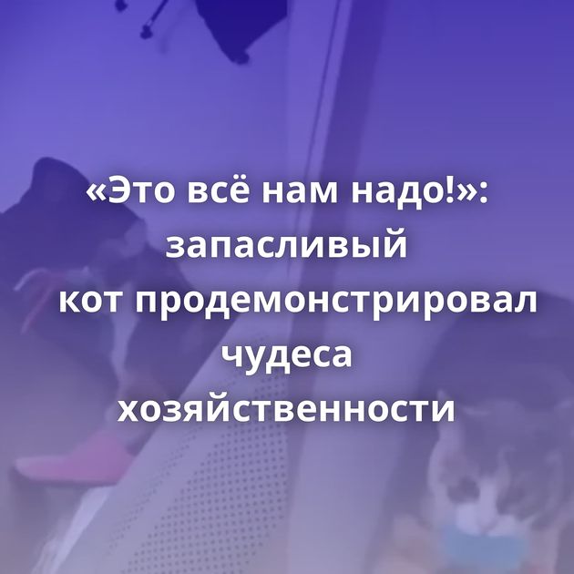 «Это всё нам надо!»: запасливый кот продемонстрировал чудеса хозяйственности