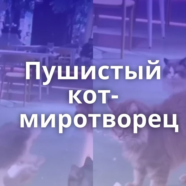 Пушистый кот-миротворец