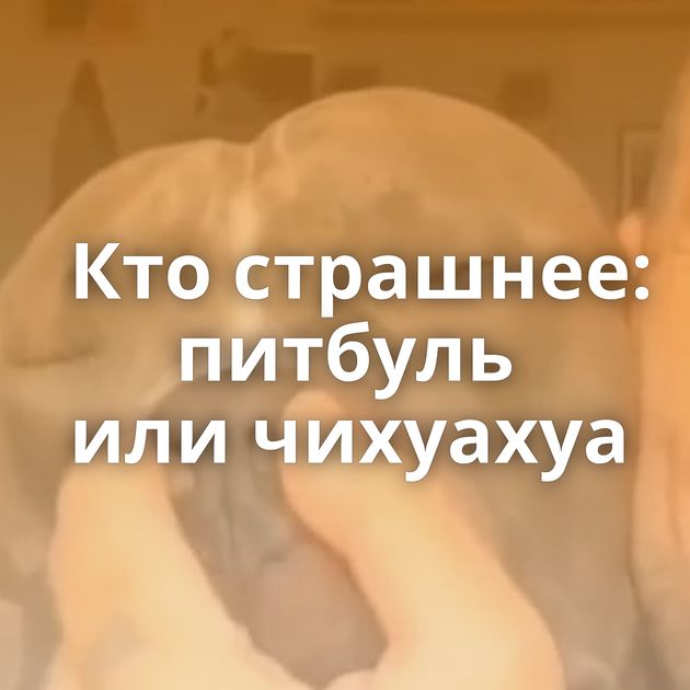 Кто страшнее: питбуль или чихуахуа