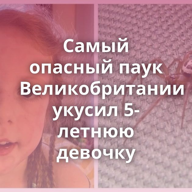 Самый опасный паук Великобритании укусил 5-летнюю девочку