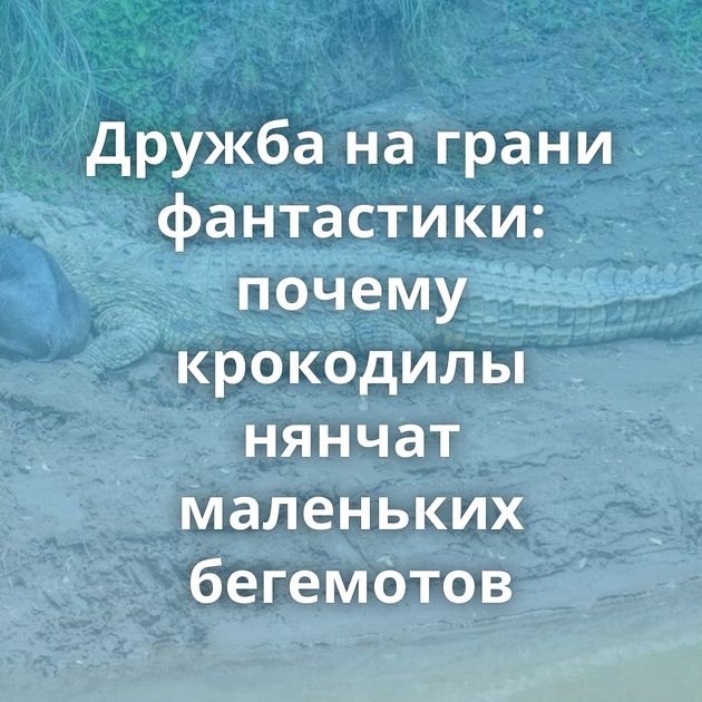 Дружба на грани фантастики: почему крокодилы нянчат маленьких бегемотов