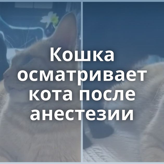 Кошка осматривает кота после анестезии