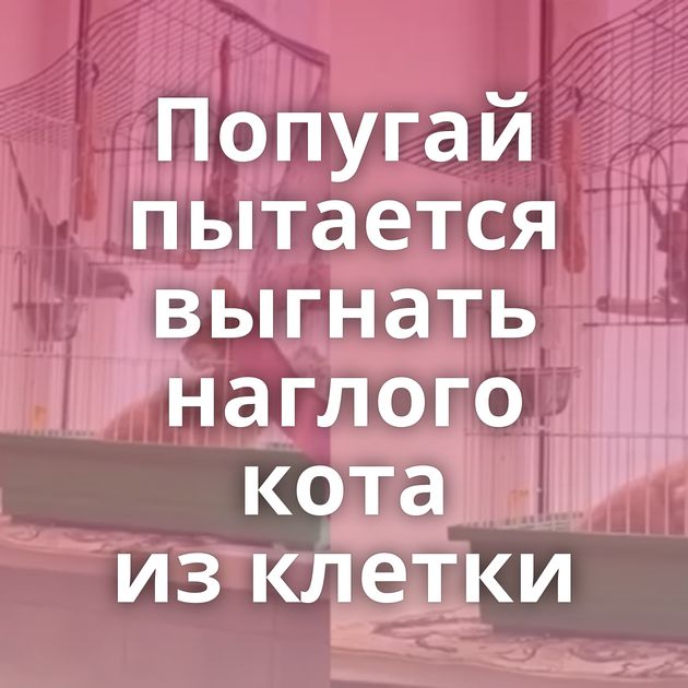 Попугай пытается выгнать наглого кота из клетки