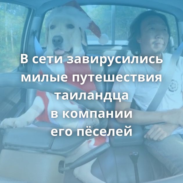 В сети завирусились милые путешествия таиландца в компании его пёселей
