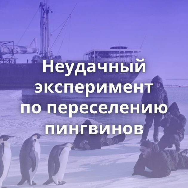 Неудачный эксперимент по переселению пингвинов