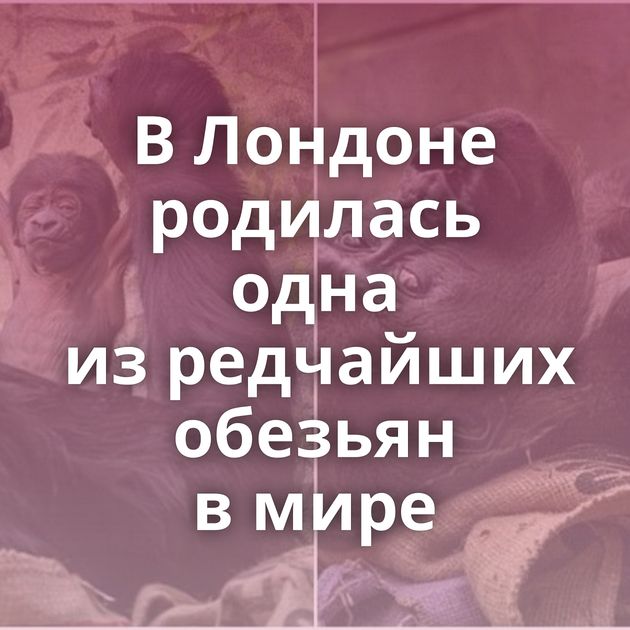 В Лондоне родилась одна из редчайших обезьян в мире